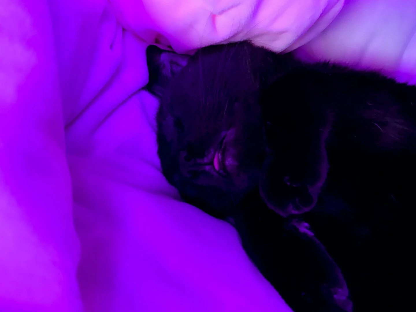 Adorable Amy [ adorableamy ] Onlyfans leaked photo 8385 on Hotleaks.tv