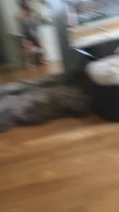 asaakira Onlyfans leaked video 1321147 on Hotleaks.tv