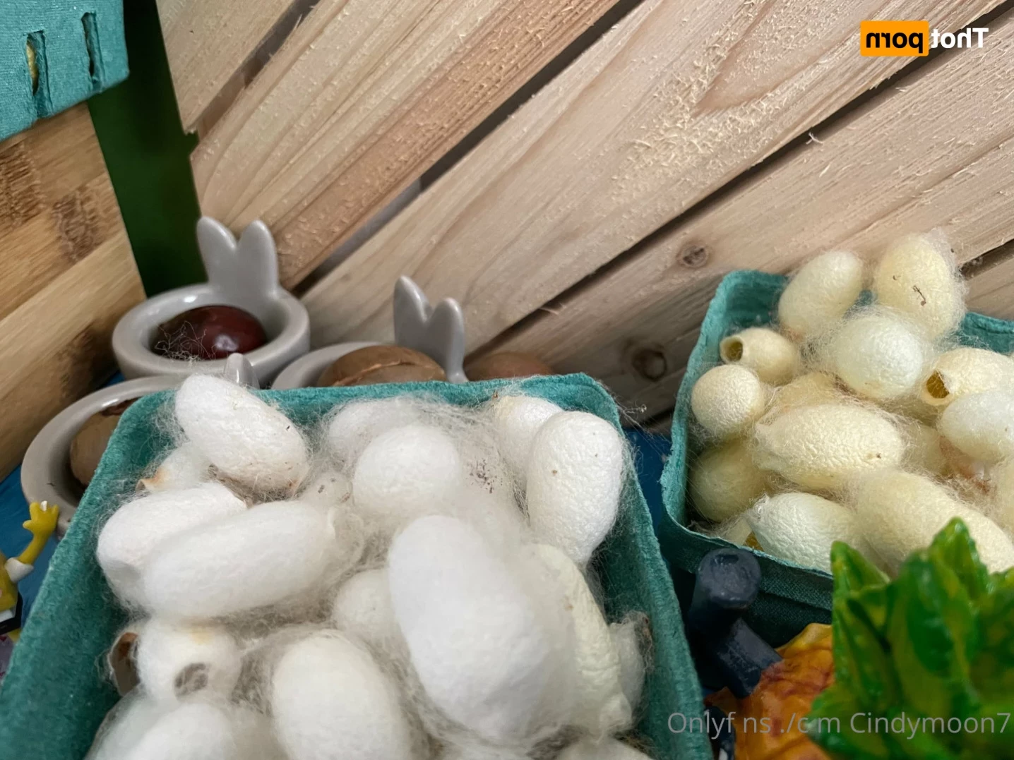 cindymoon 🔝2.1% Busty Petite Asian Dream [ cindymoon7 ] Onlyfans leaked photo 14024489 on Hotleaks.tv
