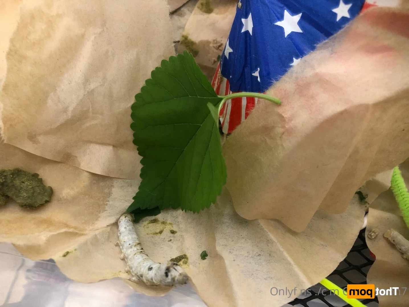 cindymoon 🔝2.1% Busty Petite Asian Dream [ cindymoon7 ] Onlyfans leaked photo 16172446 on Hotleaks.tv