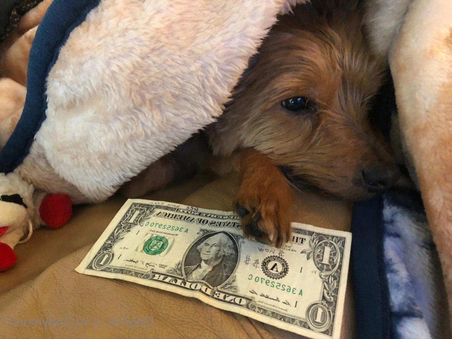 cindymoon 🔝2.1% Busty Petite Asian Dream [ cindymoon7 ] Onlyfans leaked photo 16188469 on Hotleaks.tv