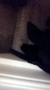 B O U V S [ bouvs ] Onlyfans leaked video 10777322 on Hotleaks.tv