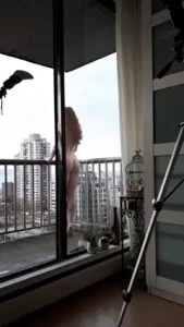 Caelyx Freckled Booty sext me 🔥 [ caelyx ] Onlyfans leaked video 9053607 on Hotleaks.tv