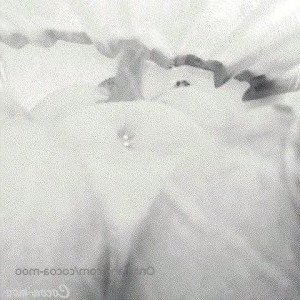 cocoa-moo Onlyfans leaked video 2952275 on Hotleaks.tv