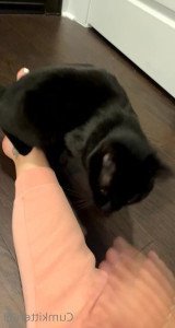 cumkitten99 Onlyfans leaked video 2952574 on Hotleaks.tv