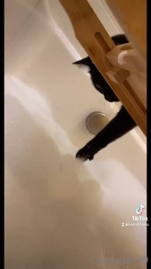 cumkitten99 Onlyfans leaked video 4850077 on Hotleaks.tv