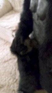 𝕸𝖔𝖓𝖘𝖙𝖊𝖗𝖇𝖆𝖎𝖙 [ monsterbait ] Onlyfans leaked video 3004092 on Hotleaks.tv