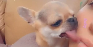 15078886
