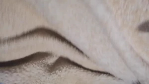 10651509