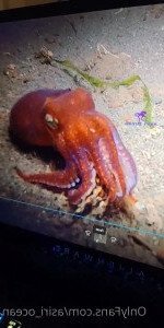 Asiri Ocean [ asiri_ocean ] Onlyfans leaked video 3069194 on Hotleaks.tv