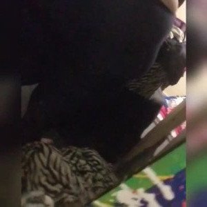 FAT WAIFU [ bubblybooty ] Onlyfans leaked video 3178301 on Hotleaks.tv