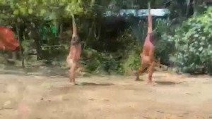 carinamoreschi Onlyfans leaked video 3208132 on Hotleaks.tv