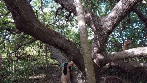 carinamoreschi Onlyfans leaked video 3208762 on Hotleaks.tv
