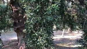 carinamoreschi Onlyfans leaked video 3209006 on Hotleaks.tv