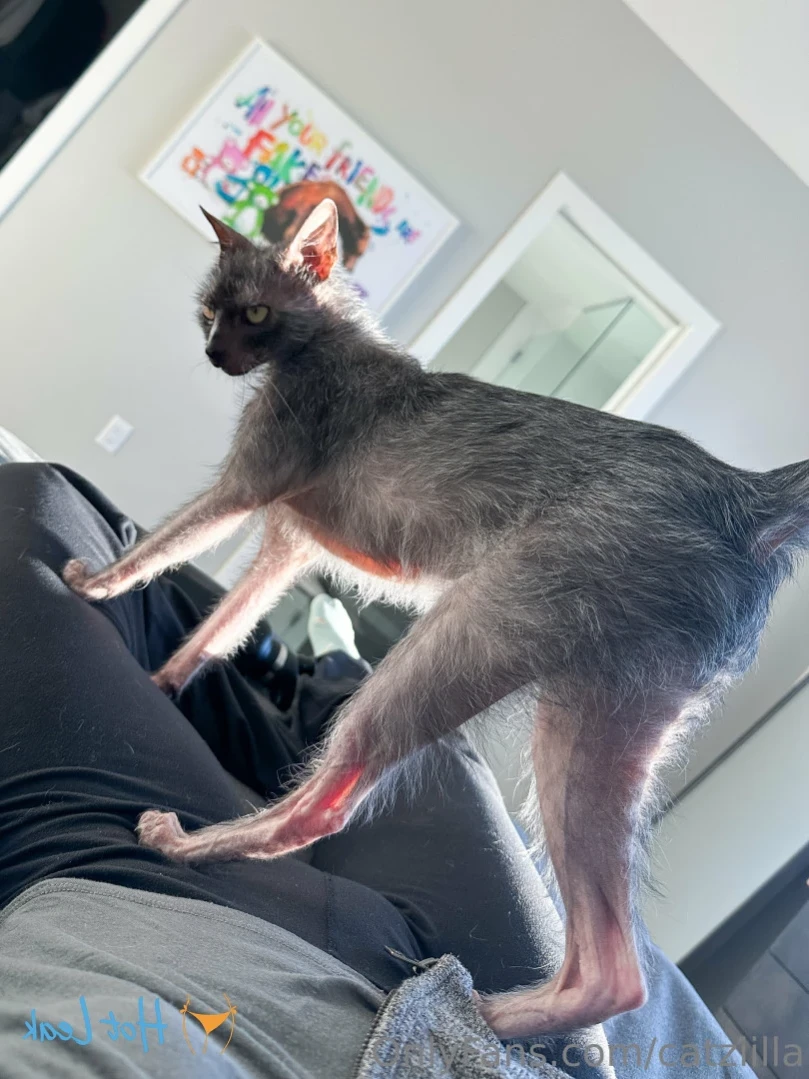 Cat [ catziilla ] Onlyfans leaked photo 11402808 on Hotleaks.tv