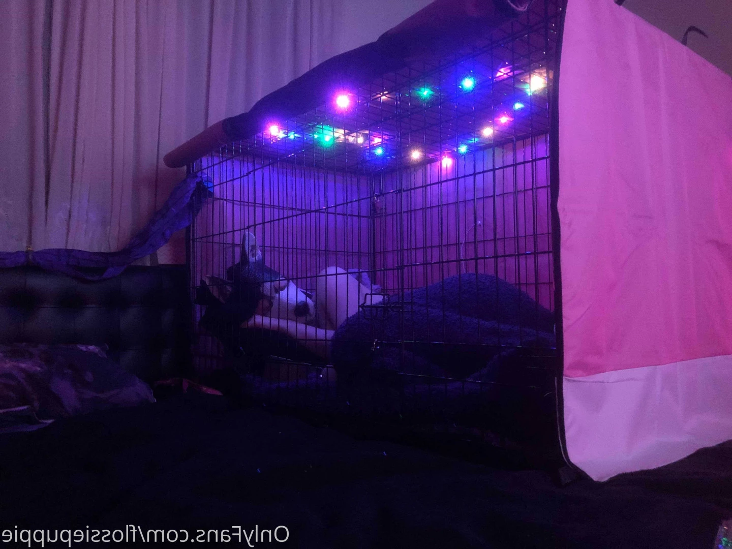 Flossie Puppygirl🐾💖 [ flossiepuppie ] Onlyfans leaked photo 9836645 on Hotleaks.tv
