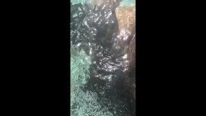 Teddy Bear [ gogoteddybear ] Onlyfans leaked video 3396702 on Hotleaks.tv