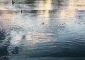 Iara Steffens [ iarasteffens ] Onlyfans leaked video 3473993 on Hotleaks.tv