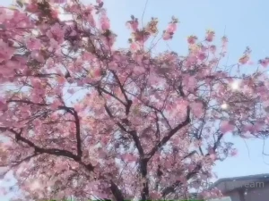 Darling Dream [ darlingdream ] Onlyfans leaked video 1371296 on Hotleaks.tv