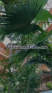 Miss Fetilicious [ mfetilicious ] Onlyfans leaked video 10611583 on Hotleaks.tv