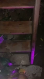 Edwina Isaacs [ edwinacarlaisaac ] Onlyfans leaked video 1377980 on Hotleaks.tv