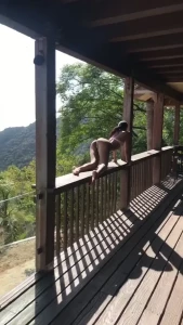 Edwina Isaacs [ edwinacarlaisaac ] Onlyfans leaked video 1378353 on Hotleaks.tv