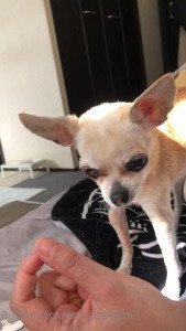 Pchan [ pchan666 ] Onlyfans leaked video 4512316 on Hotleaks.tv