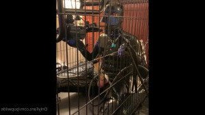 Pup Wilde [ pupwilde ] Onlyfans leaked video 4534276 on Hotleaks.tv