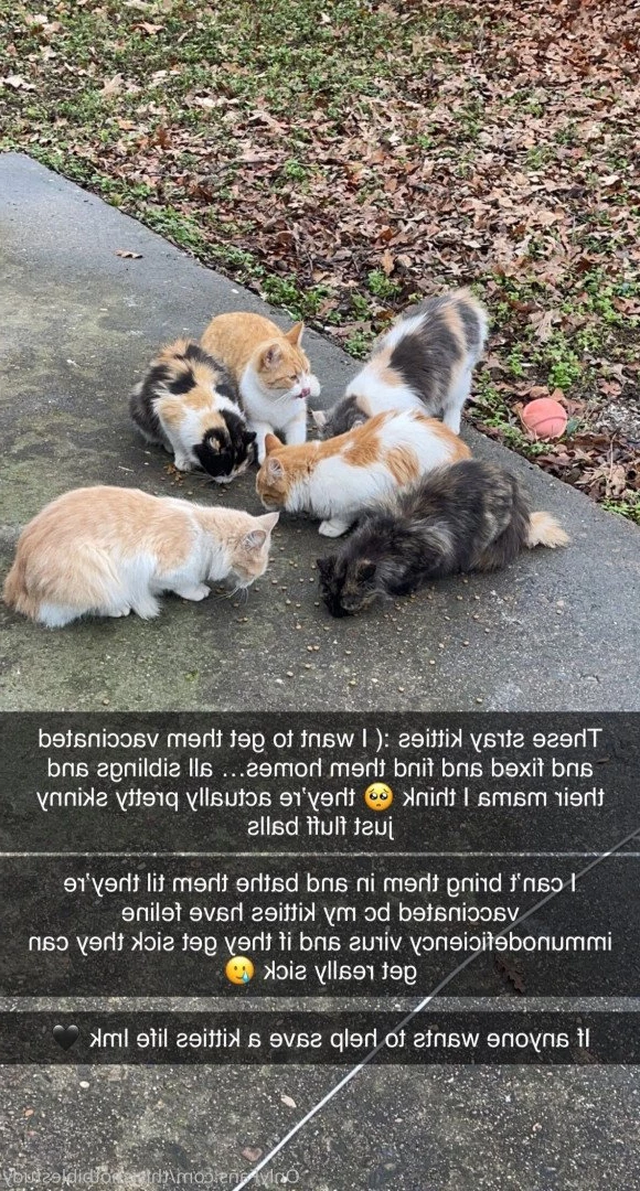 Organic Kitty 🐱 𝙋𝙧𝙚𝙩𝙩𝙞𝙚𝙨𝙩 𝙆𝙞𝙩𝙩𝙮 𝙊𝙣𝙡𝙞𝙣𝙚 😻 [ thisisnotbiblestudy ] Onlyfans leaked photo 2614485 on Hotleaks.tv