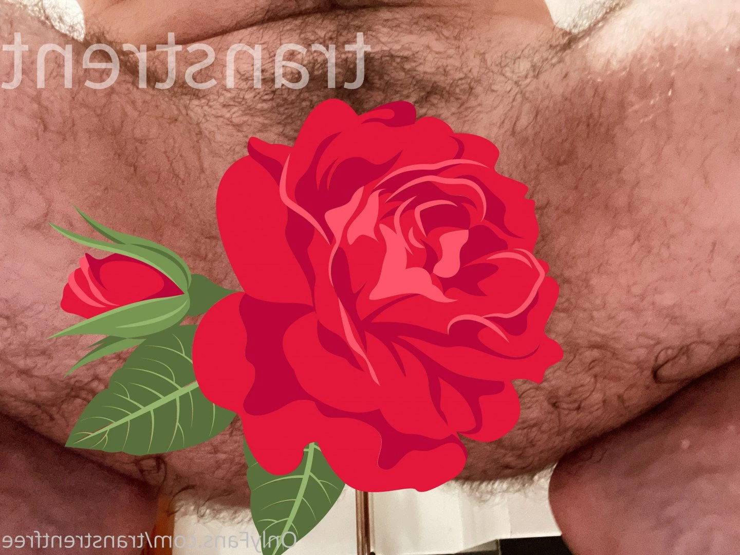 Trans Trent FTM Free [ transtrentfree ] Onlyfans leaked photo 2714592 on Hotleaks.tv