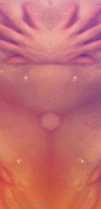 𝓒𝓪𝓼𝓼𝓲𝓮 (Tricky Nymph) [ tricky_nymph ] Onlyfans leaked video 4607779 on Hotleaks.tv