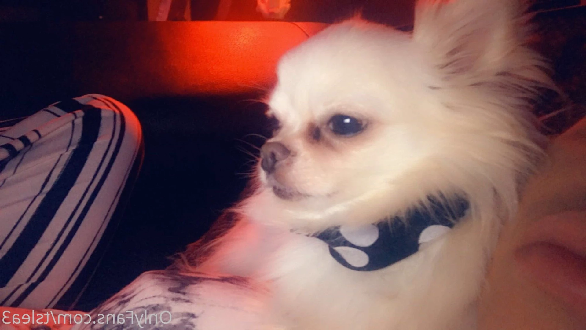 tslea3 Onlyfans leaked photo 9731376 on Hotleaks.tv