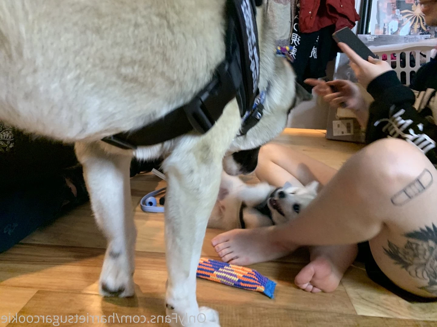 Harriet Sugarcookie [ harrietsugarcookie ] Onlyfans leaked photo 473682 on Hotleaks.tv