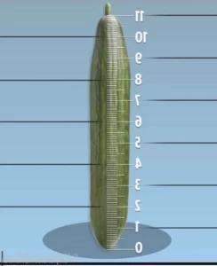 5573271