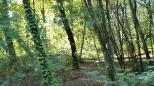 Ninfa y Golfo [ ninfaygolfo ] Onlyfans leaked video 5242518 on Hotleaks.tv