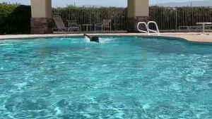 Lord Panda [ pandaworld ] Onlyfans leaked video 13702412 on Hotleaks.tv