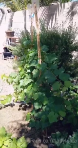 Lady [ runesy ] Onlyfans leaked video 5328553 on Hotleaks.tv
