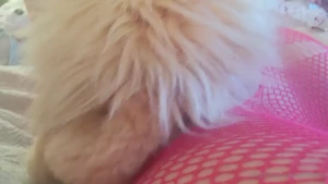 Trashy Lil Kitty [ softtrashy ] Onlyfans leaked video 14443583 on Hotleaks.tv