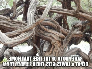 15898146