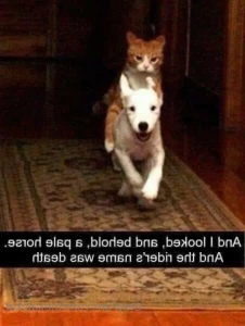 15991048