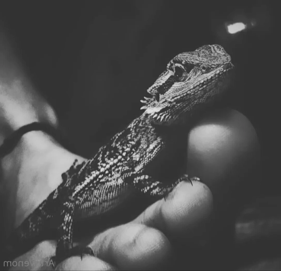 Art•Venom [ artnvenom ] Onlyfans leaked photo 6762616 on Hotleaks.tv