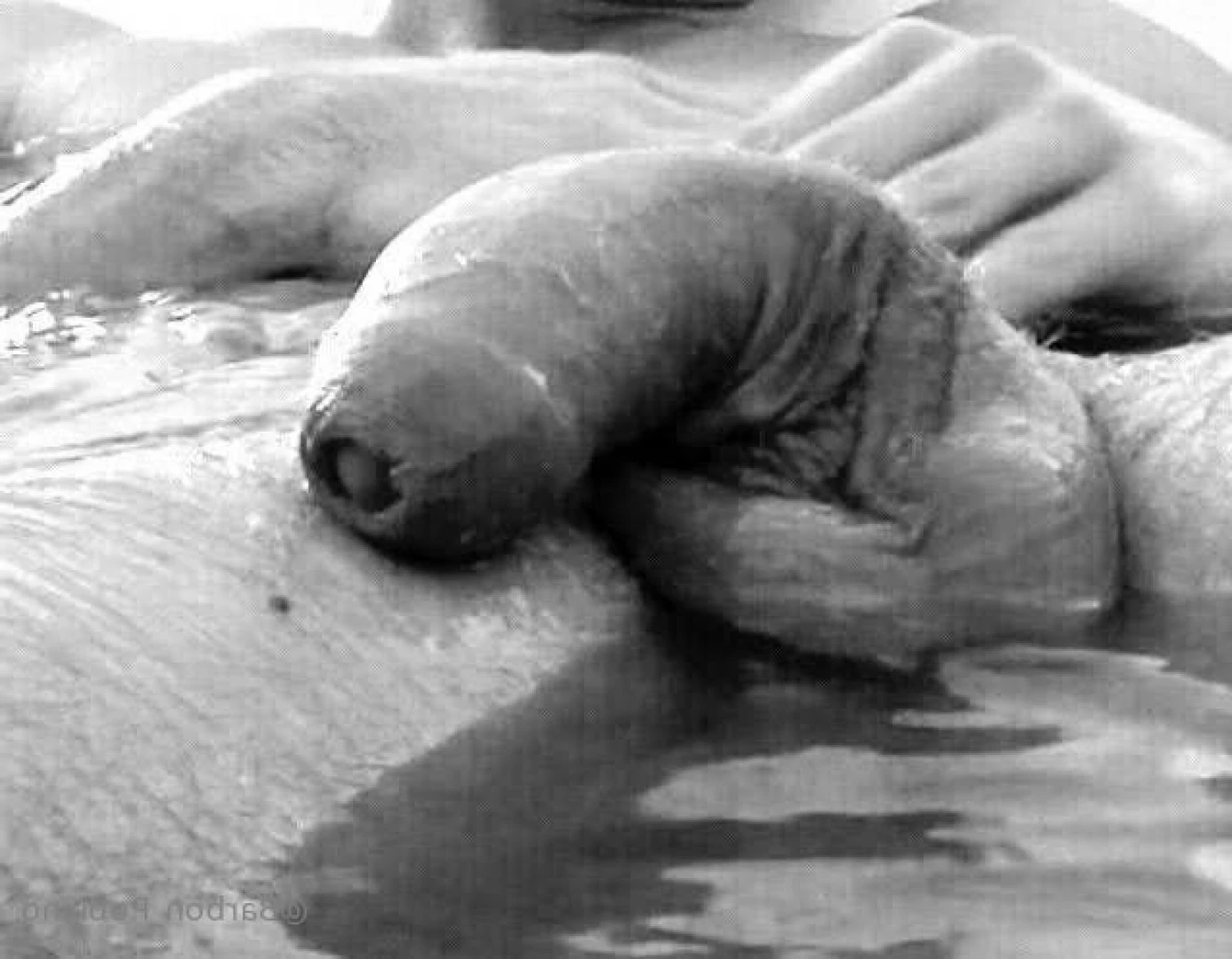 barbon_poblano Onlyfans leaked photo 7644677 on Hotleaks.tv