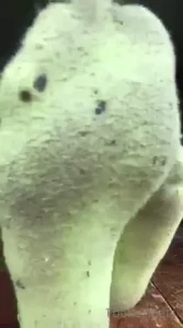 Delilah [ footiesfeets ] Onlyfans leaked video 7633049 on Hotleaks.tv