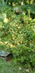 juliette_rj Onlyfans leaked video 7440922 on Hotleaks.tv