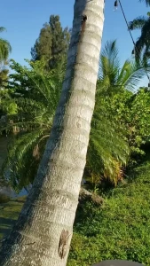 7398239