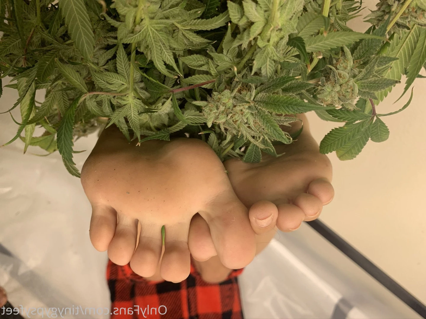 Tiny [ tinygypsyfeet ] Onlyfans leaked photo 7091314 on Hotleaks.tv