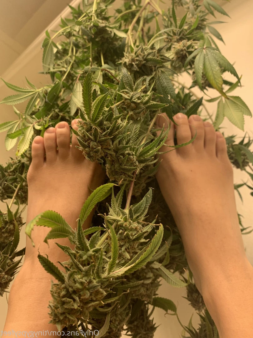 Tiny [ tinygypsyfeet ] Onlyfans leaked photo 7096056 on Hotleaks.tv