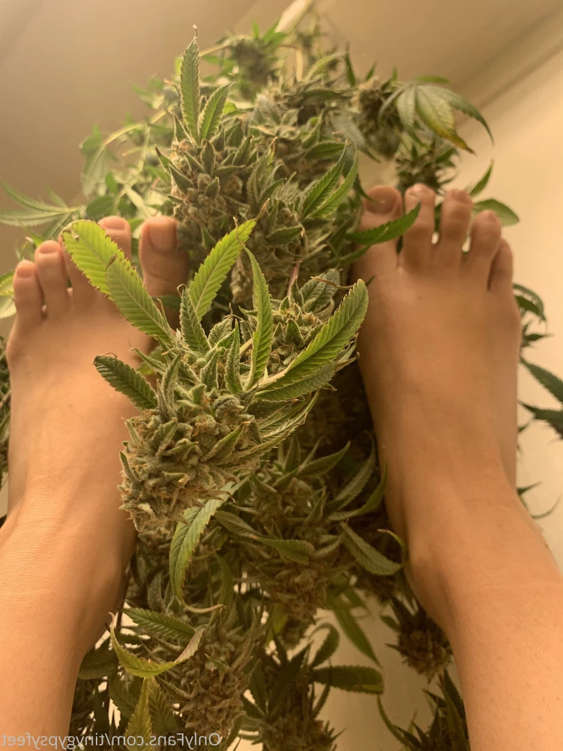 Tiny [ tinygypsyfeet ] Onlyfans leaked photo 7104301 on Hotleaks.tv