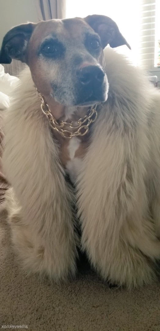 allieeveknox Onlyfans leaked photo 11548458 on Hotleaks.tv