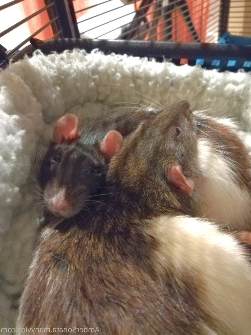 Amber Sonata [ ambersonata ] Onlyfans leaked photo 11072574 on Hotleaks.tv
